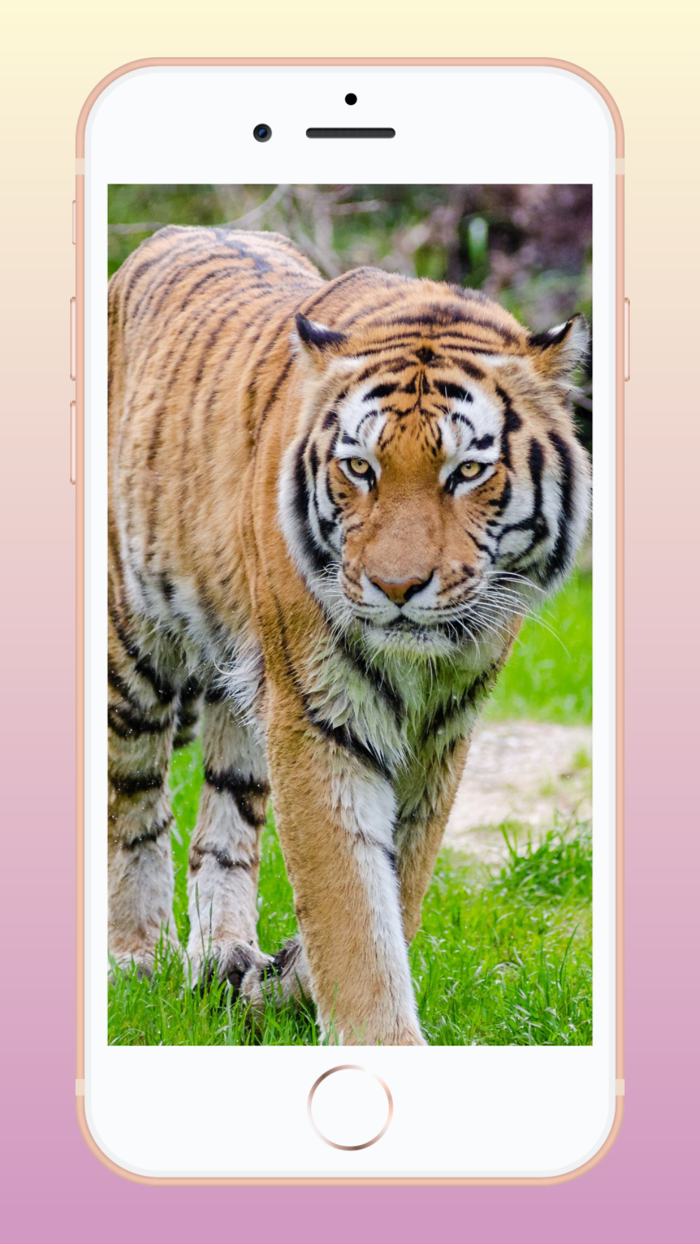 Cool Wallpapers HD - CoolWalls