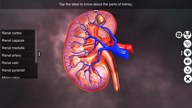 Urinary System Physiology screenshot-3