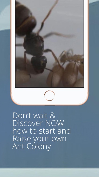 Ant Farm Colony Bug Tunnel App screenshot-6