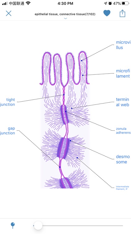 Atlas of Human Histology screenshot-3