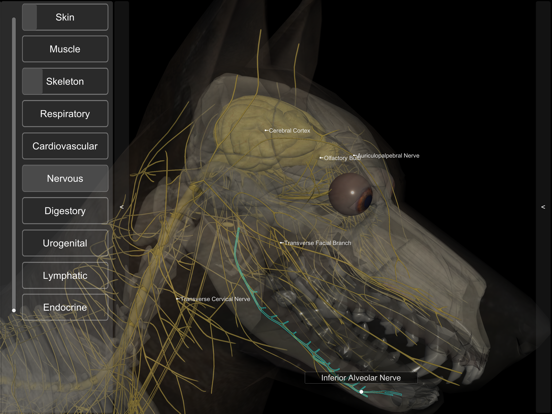 3D Canine Anatomy