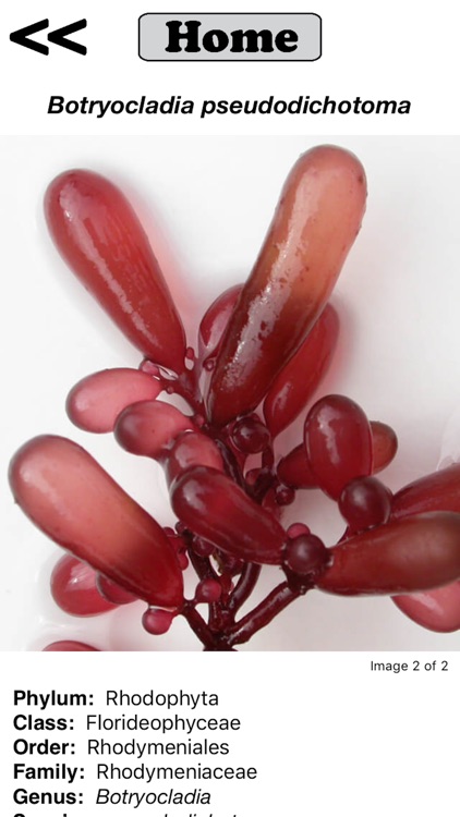 Seaweed Sorter screenshot-4