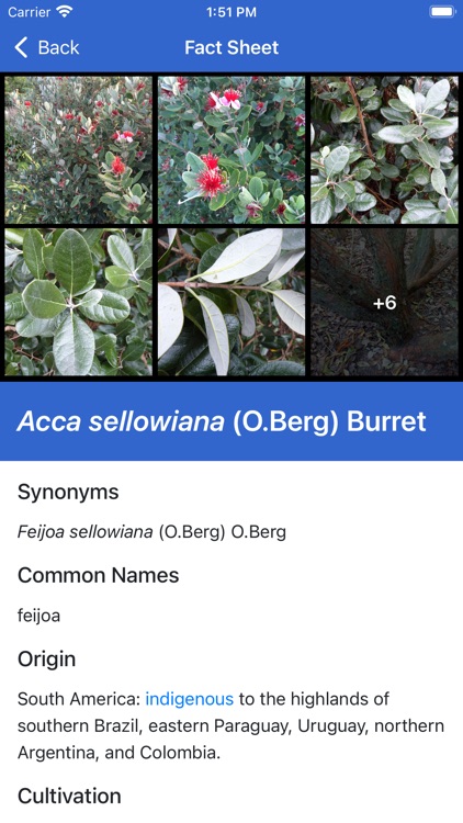 NZ Myrtaceae Key screenshot-4