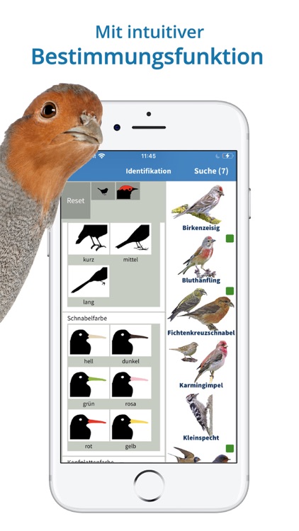 Vogelarten kennenlernen und bestimmen