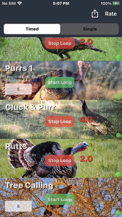 Wild Turkey Calls +