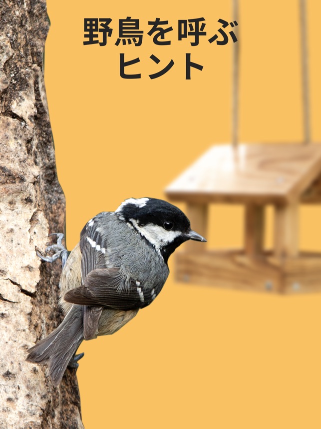 Picture Bird 撮ったら 判る 1秒鳥図鑑 をapp Storeで Picture Bird 撮ったら 判る 1秒鳥図鑑 をapp Storeで