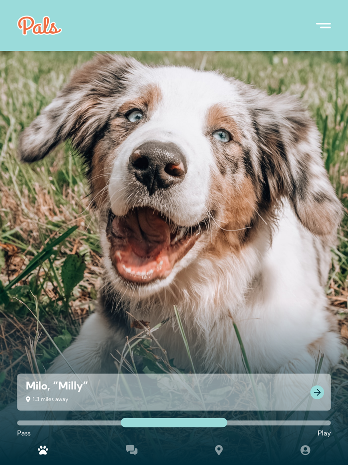 Pals - Sit. Swipe. Play.