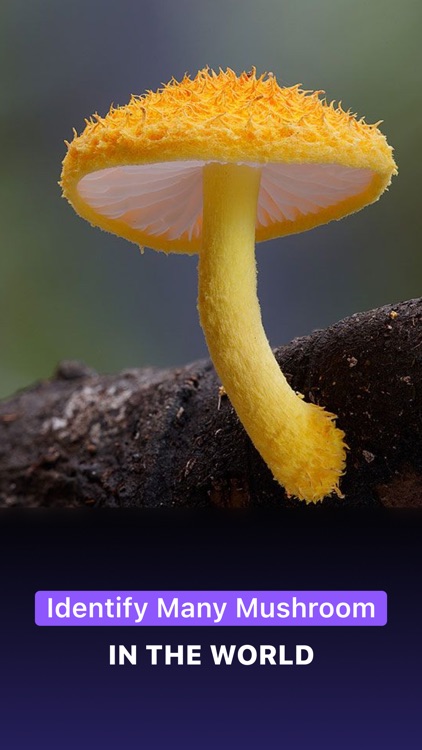 Mushroom ID - Picture mushroom screenshot-0