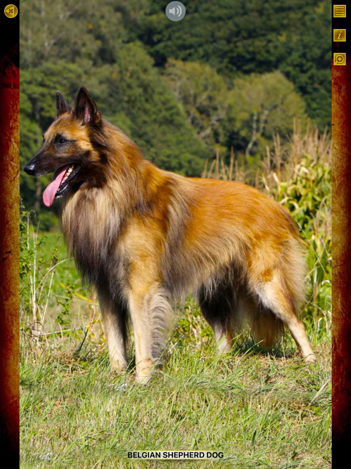 Animals 360 - Dogs Gold