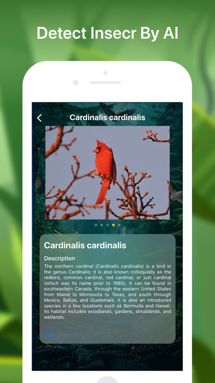 Bird identifier Bird Finder screenshot-3