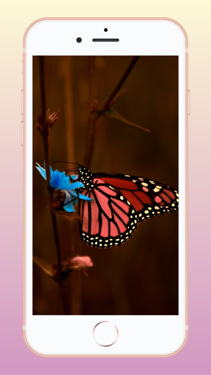 Spring Wallpapers HD screenshot-4