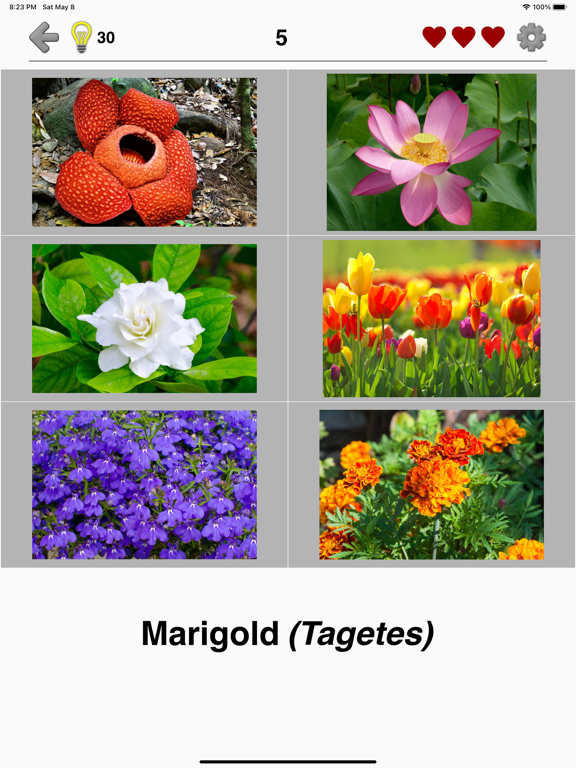 Flowers Quiz - Identify Plants screenshot 2