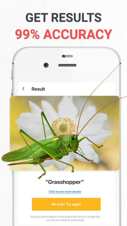 Insect photo Identifier AI