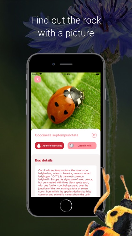 Bug Identifier - Insect