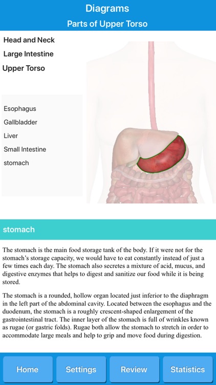 The Digestive System Anatomy screenshot-7