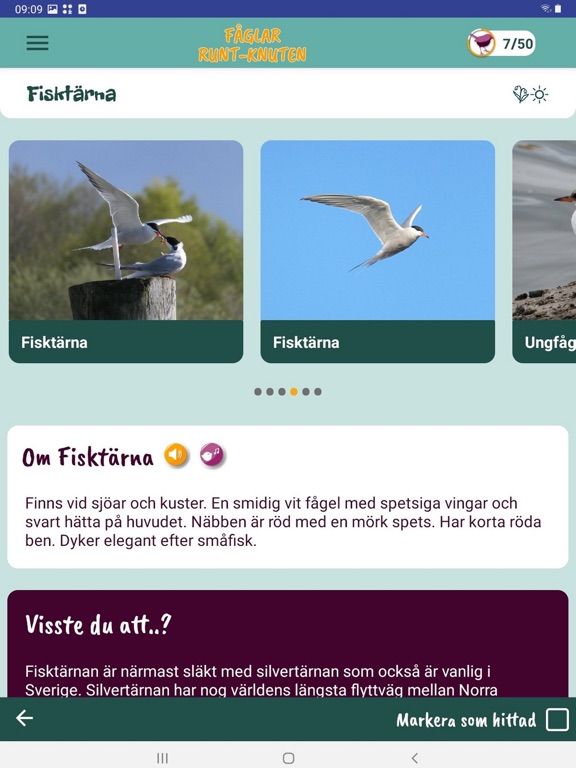 Fåglar Runt-Knuten screenshot 4