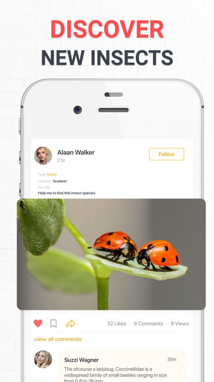 Insect photo Identifier AI screenshot-4