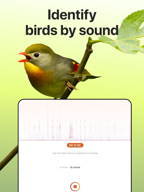 Picture Bird: Birds Identifier screenshot 4