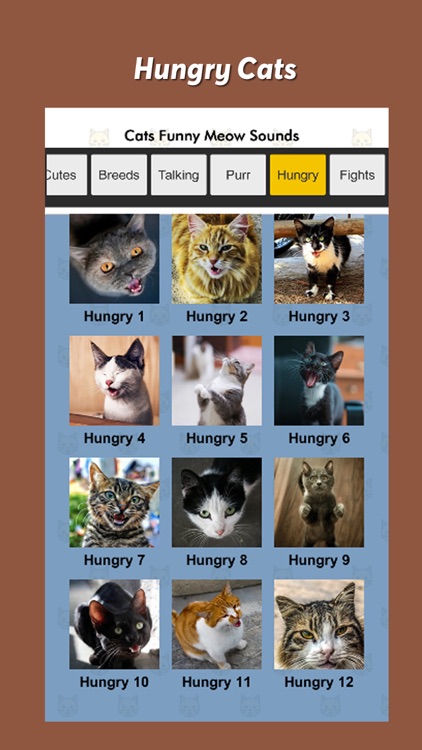 Cats Funny Meow Sounds screenshot-4