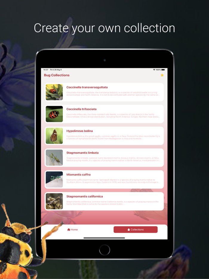 Bug Identifier - Insect