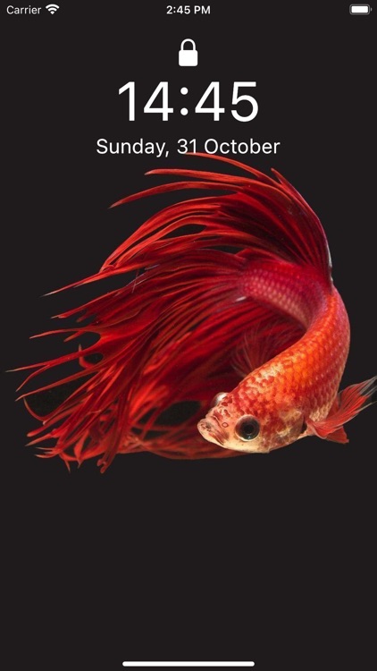 Betta Fish Wallpapers HD ! screenshot-4