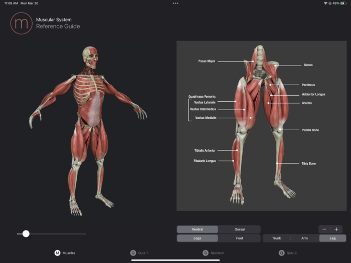 Human Anatomy Study Guide