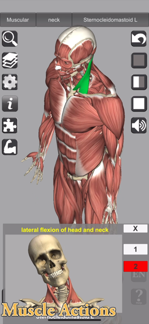 ‎Schermata di anatomia 3D