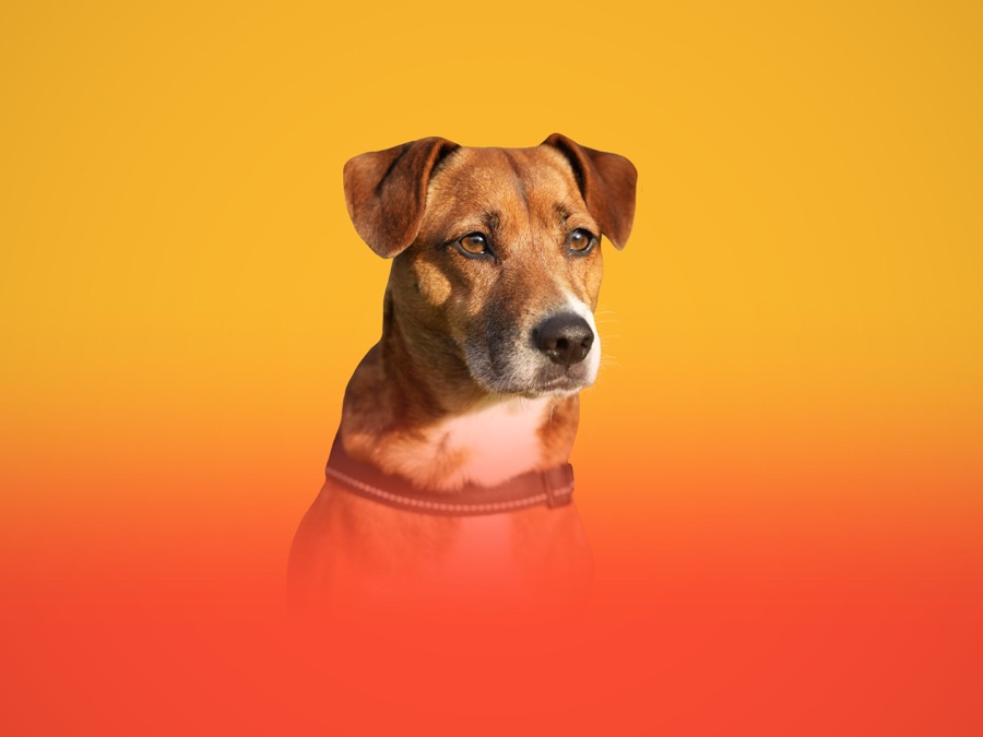 The Dog House New Zealand Apple TV (AU)