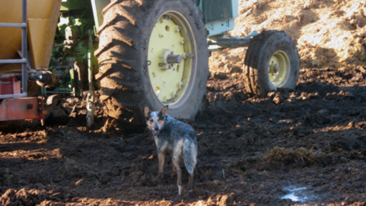 Tire Terrors Dog Whisperer with Cesar Millan (temporada 3, episodio 3