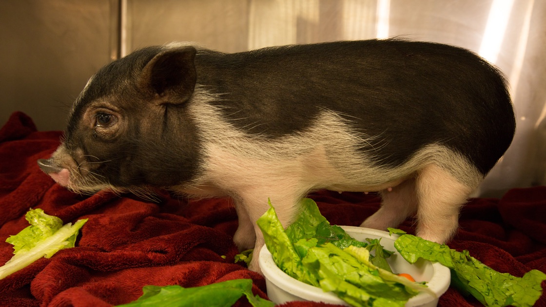 PotBellied Pig Out on Apple TV