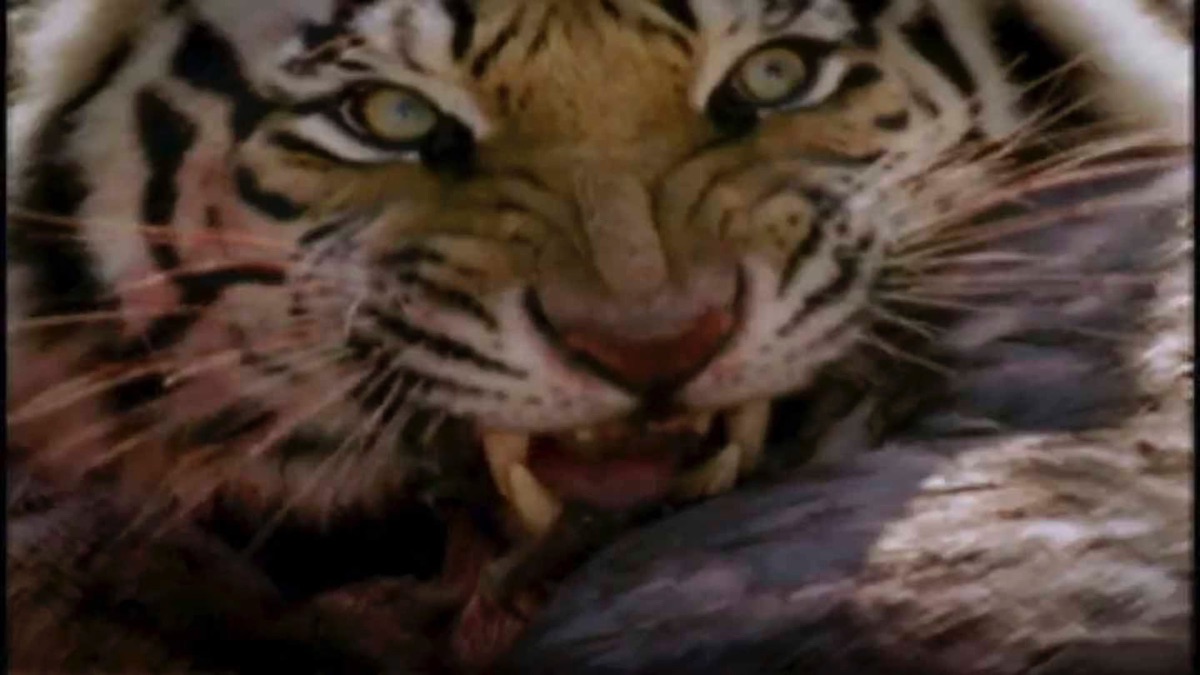 Lion vs. Tiger Animal FaceOff (Season 1, Episode 3) Apple TV