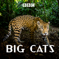 Big Cats - Big Cats artwork