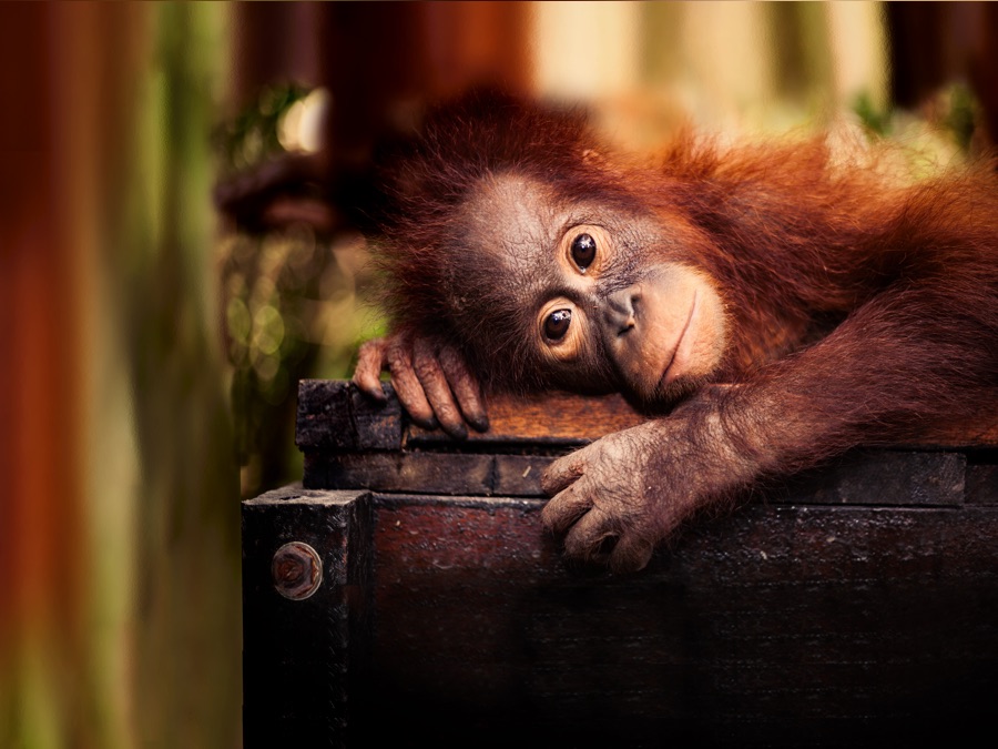 Red Ape: Saving The Orangutan | Apple (NO)