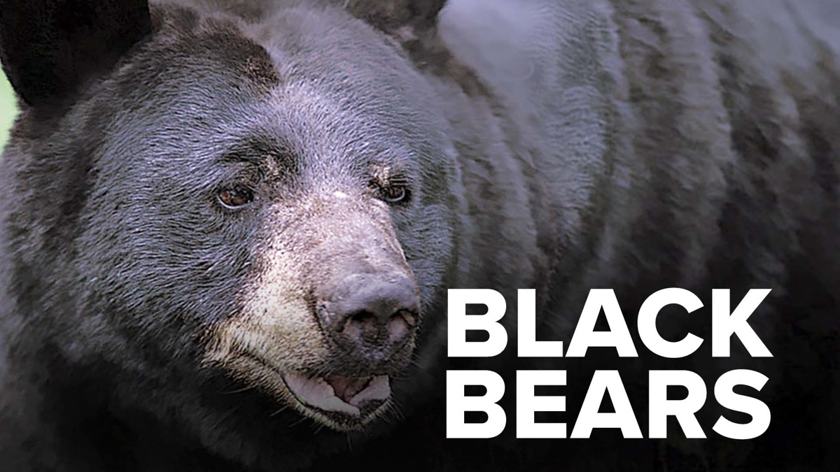 Black Bears - Apple TV