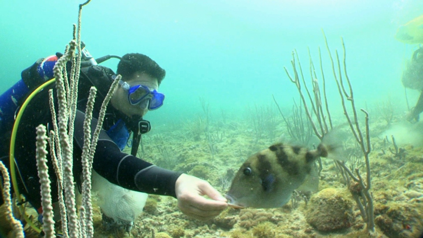 Fish Tank Kings Apple TV