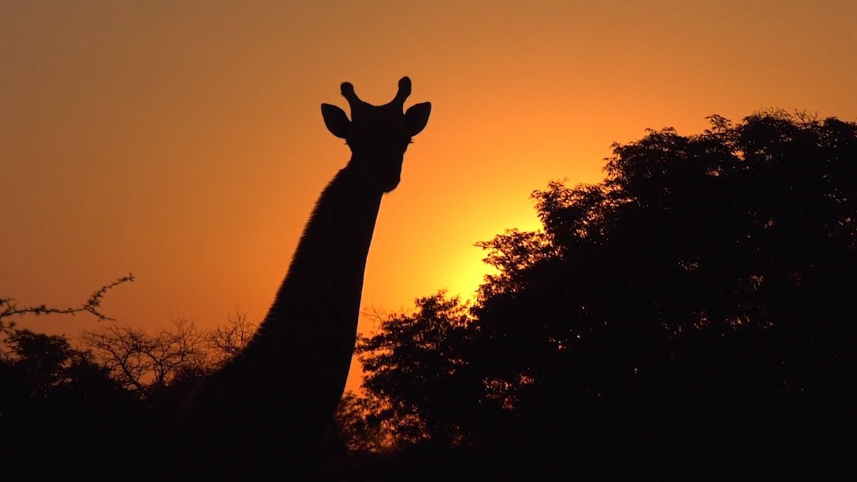 Epic Safari Destinations | Apple TV